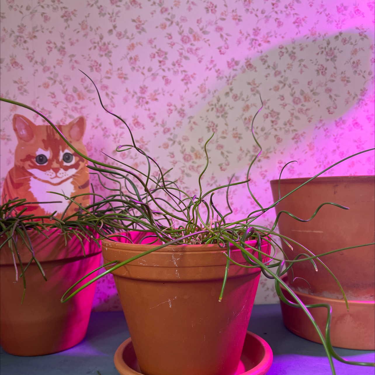 Potted Common Rush plant with long, thin green leaves indoors with a decorative background.