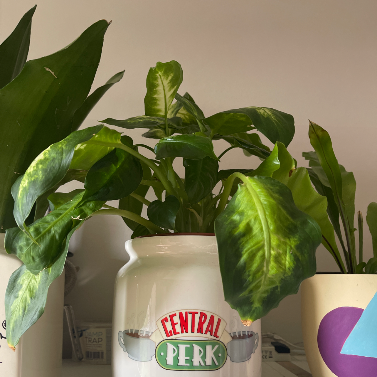 Dieffenbachia 'Camille' plant in a 'Central Perk' pot with some yellowing and browning leaves.