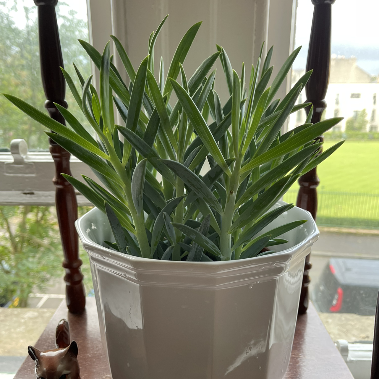 Healthy Blue Chalksticks plant in a white pot on a windowsill.