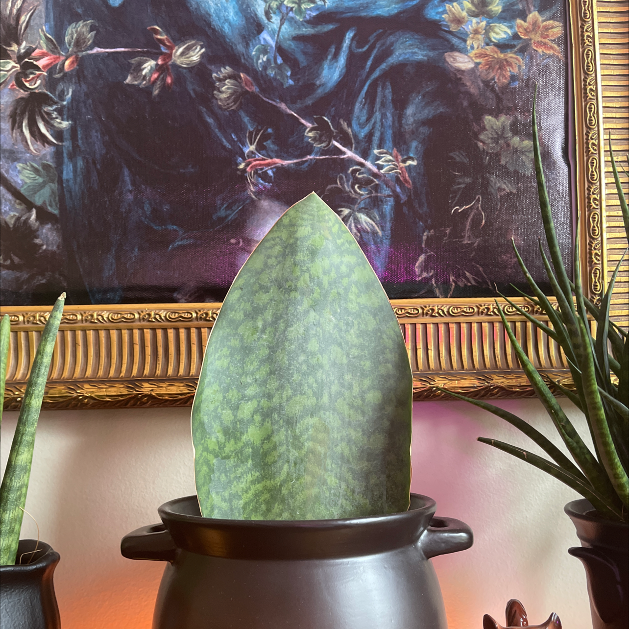 Whale Fin Snake Plant in a black pot with a framed painting in the background.