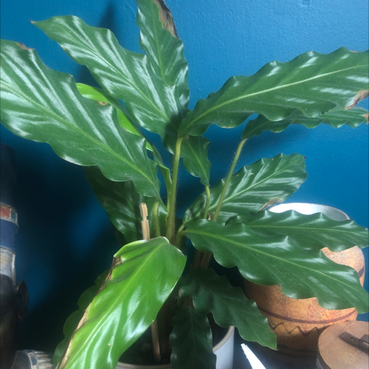 Furry Feather Calathea plant photo by @gracehellyer named Drake on Greg, the plant care app.