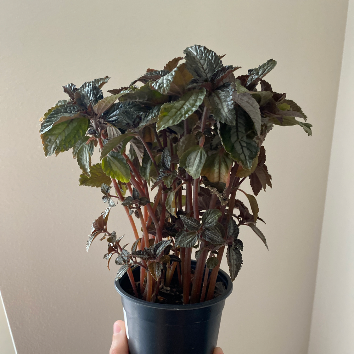 Pilea involucrata 'Norfolk' plant photo by @Sarahbeek named Uncanny on Greg, the plant care app.