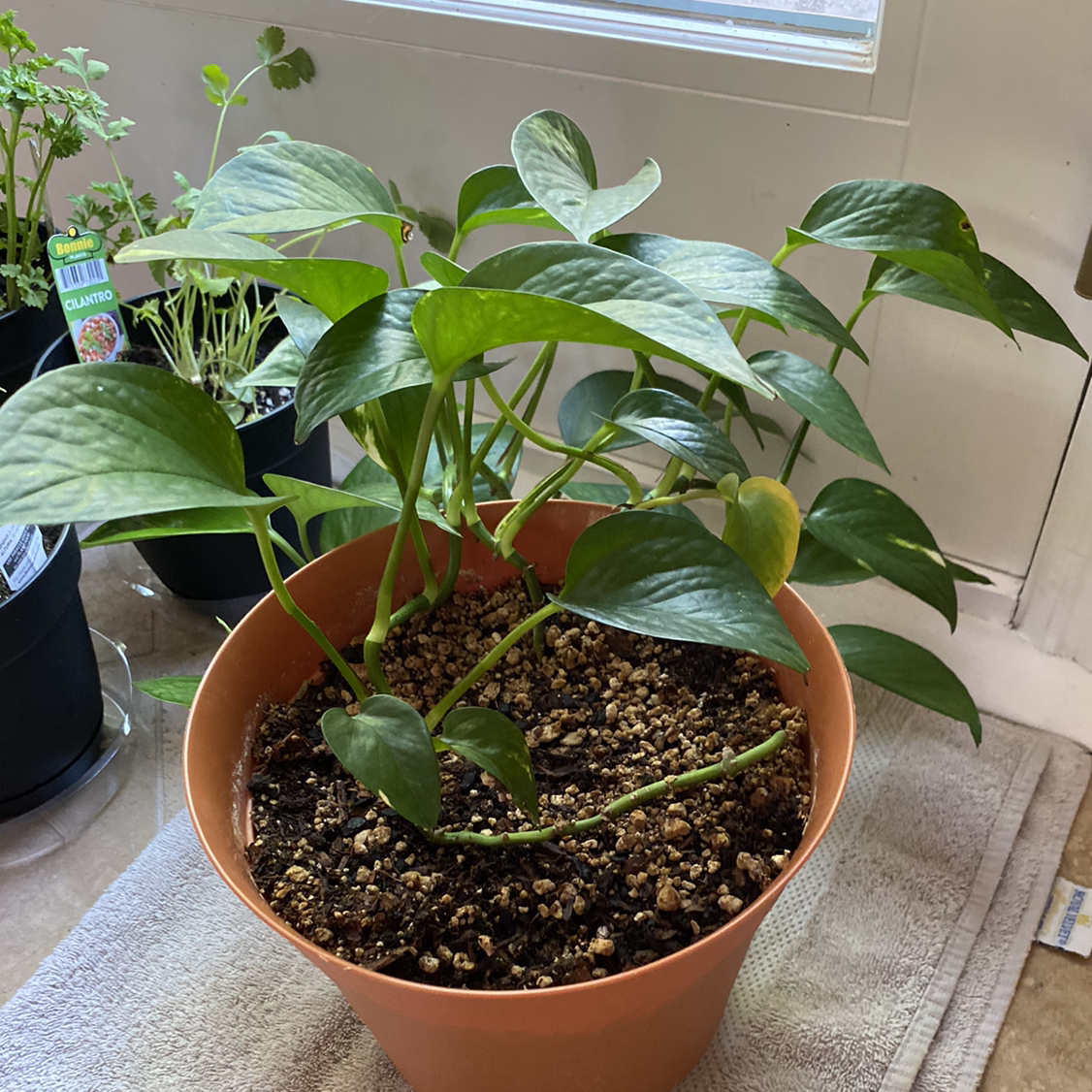 Taro Vine plant photo by @Sarahbeek named Jimmy 2.0 III on Greg, the plant care app.