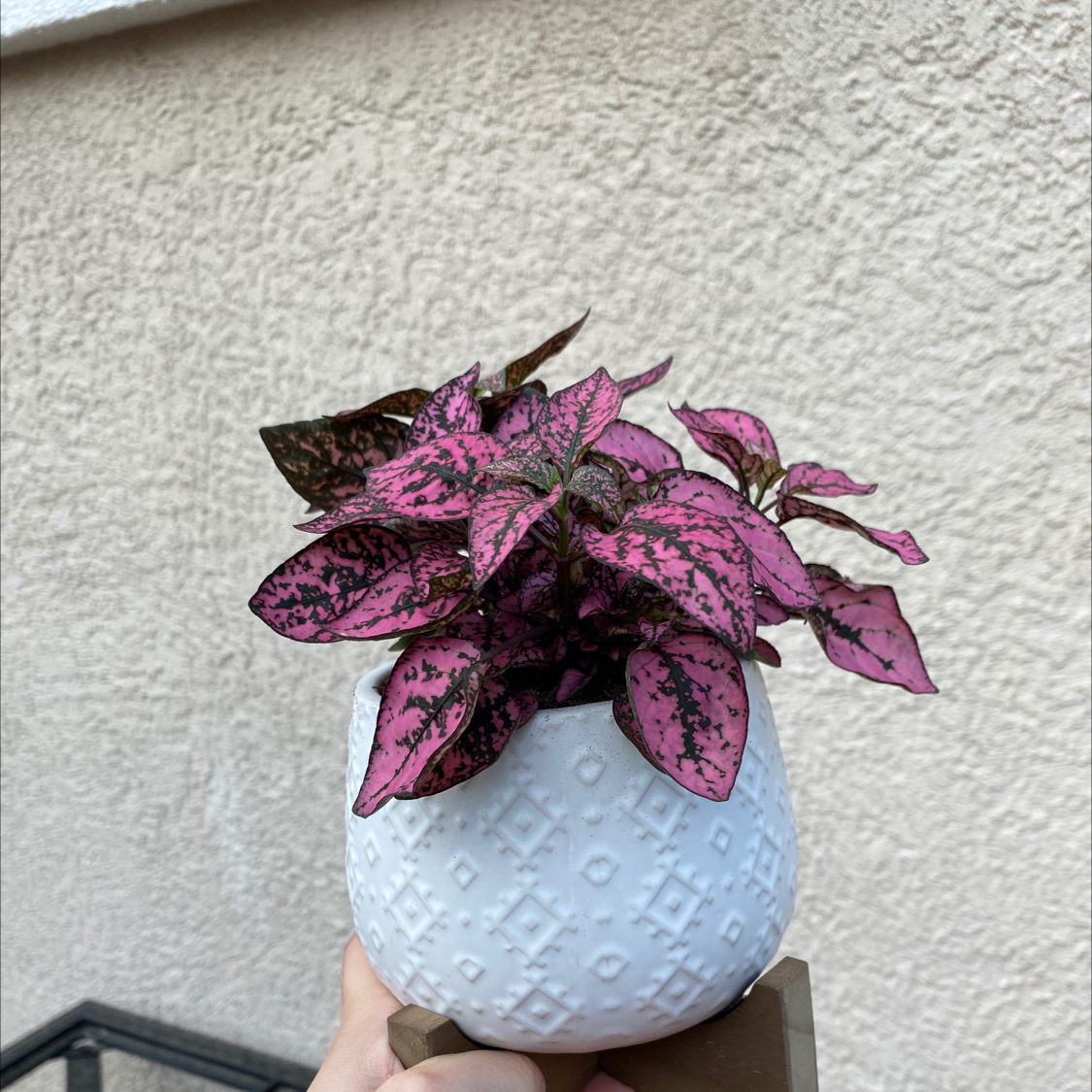 Polka Dot Plant plant photo by @Sarahbeek named Bammy on Greg, the plant care app.