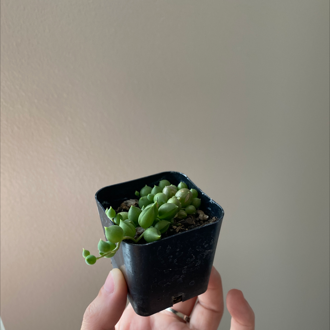 String of Pearls plant photo by @Sarahbeek named String - O on Greg, the plant care app.