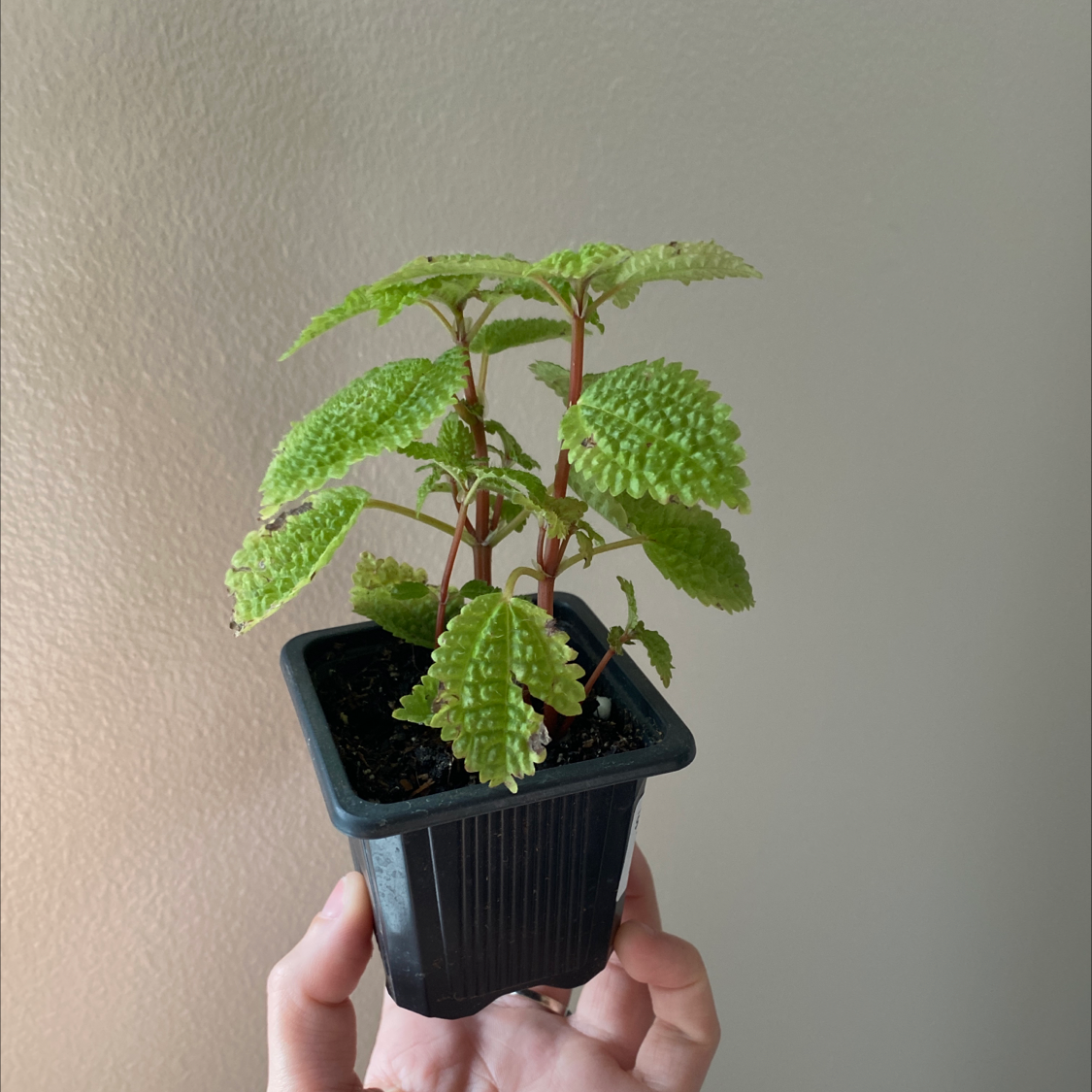 Pilea 'Moon Valley' plant in a small black pot, held by a hand.
