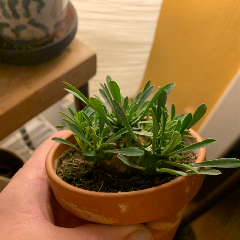 Photo of the plant species Euphorbia tubiglans by @BailsEverPlanting named Bulbasaur on Greg, the plant care app