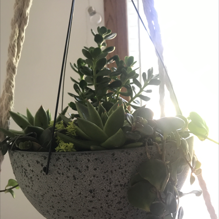 Hanging planter with multiple healthy succulent plants, including Cathedral Window Haworthia.