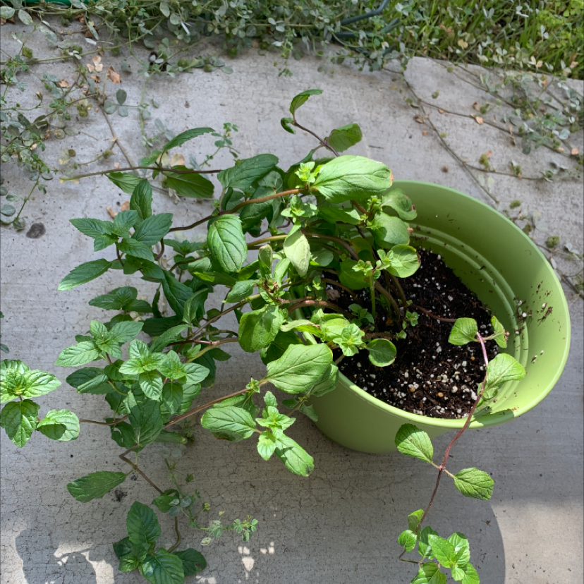 Potted Watermint plant with vibrant green leaves and visible soil.
