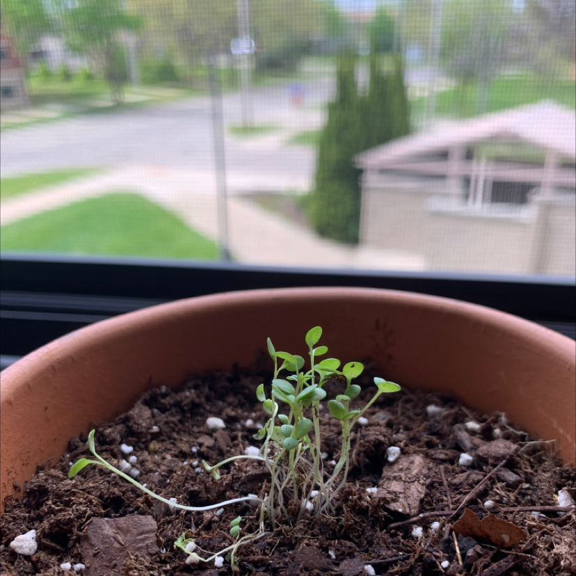 Common Chickweed plant in a pot with visible soil, early growth stage.