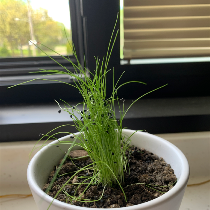 Potted Wild Chives plant with green, slender leaves and visible soil.
