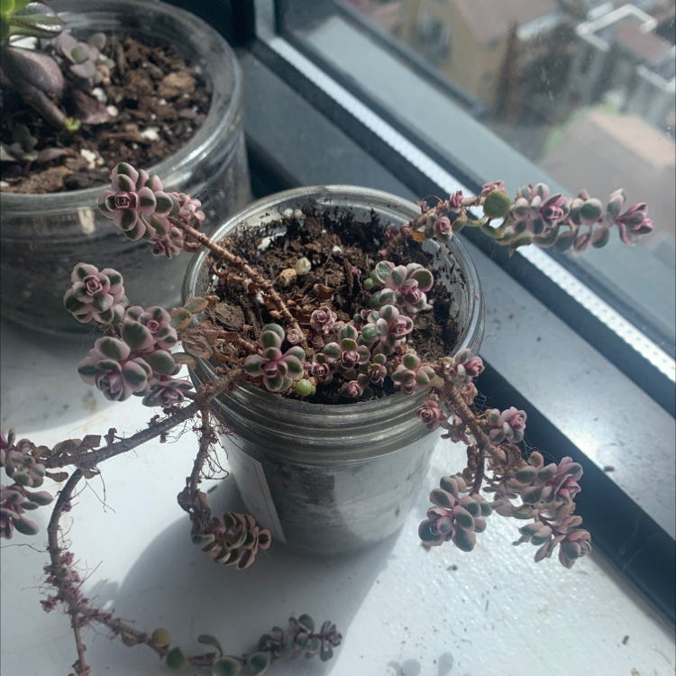 Two-Row Stonecrop succulent in a glass container on a windowsill with dry soil.