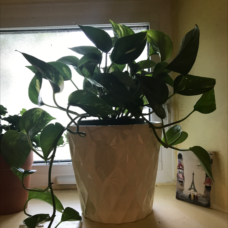 Taro Vine plant photo by @Weepingwillow27 named Peter Parker the Pothos on Greg, the plant care app.