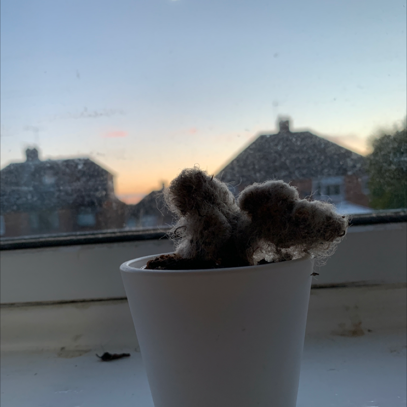 Photo of the plant species Old Man Cactus by @marklesparkle named hairy mary on Greg, the plant care app