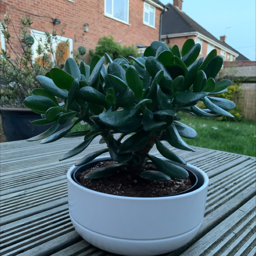 Lucky Plant plant photo by @marklesparkle named ke$ha on Greg, the plant care app.