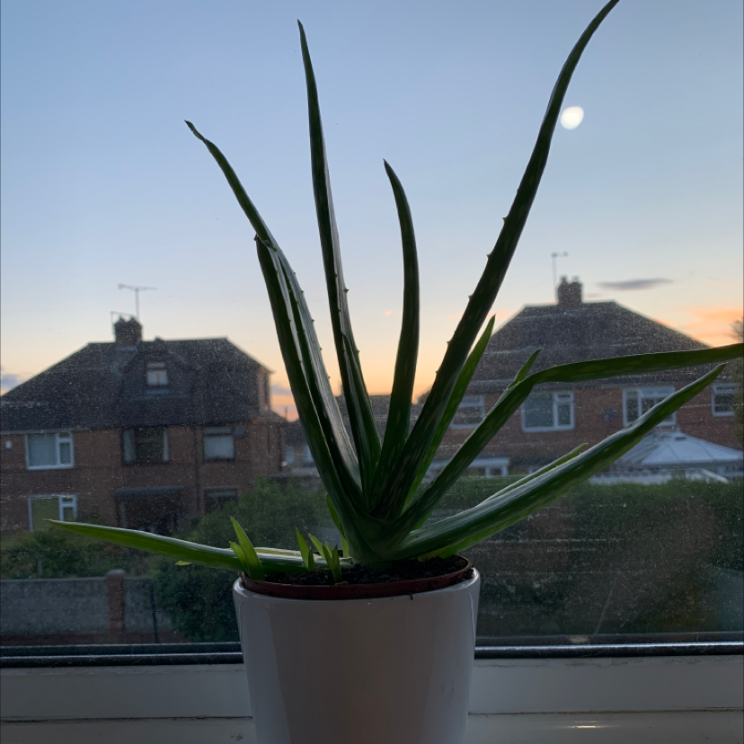 Aloe vera plant photo by @marklesparkle named alan on Greg, the plant care app.