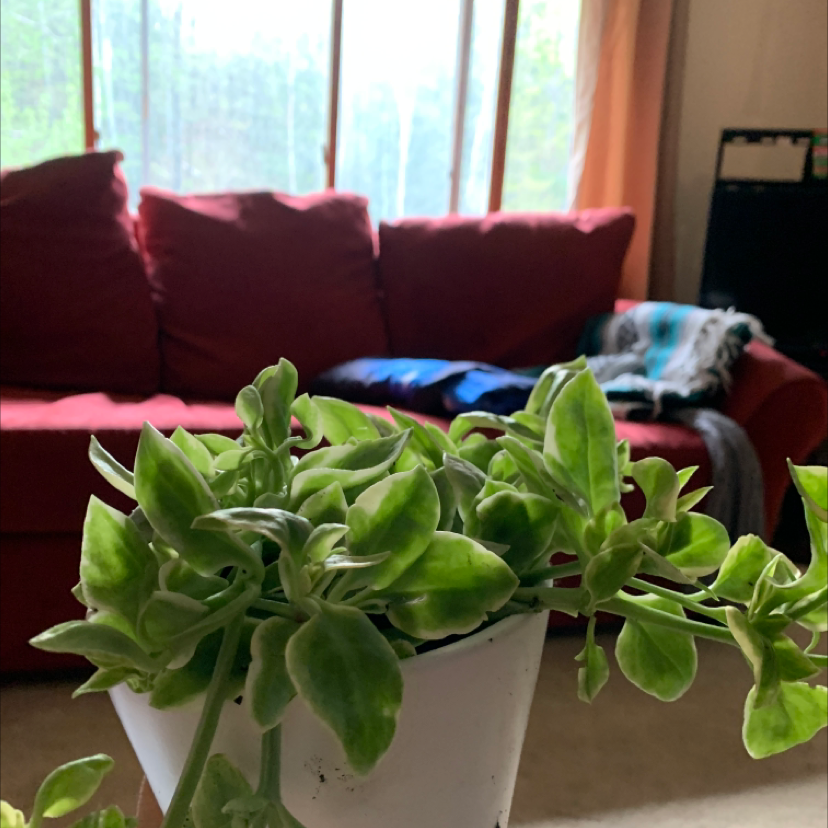 Photo of the plant species Livingstone Daisy by Alex named Big boi on Greg, the plant care app