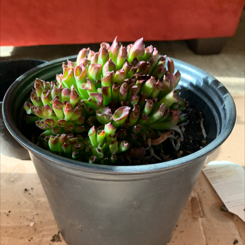 Photo of the plant species Sempervivum 'Oddity' by Alex named Oddie on Greg, the plant care app
