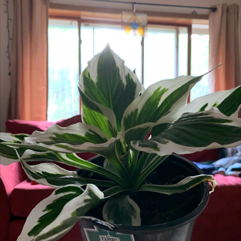 Photo of the plant species suji-gibōshi by Alex named Hozie on Greg, the plant care app