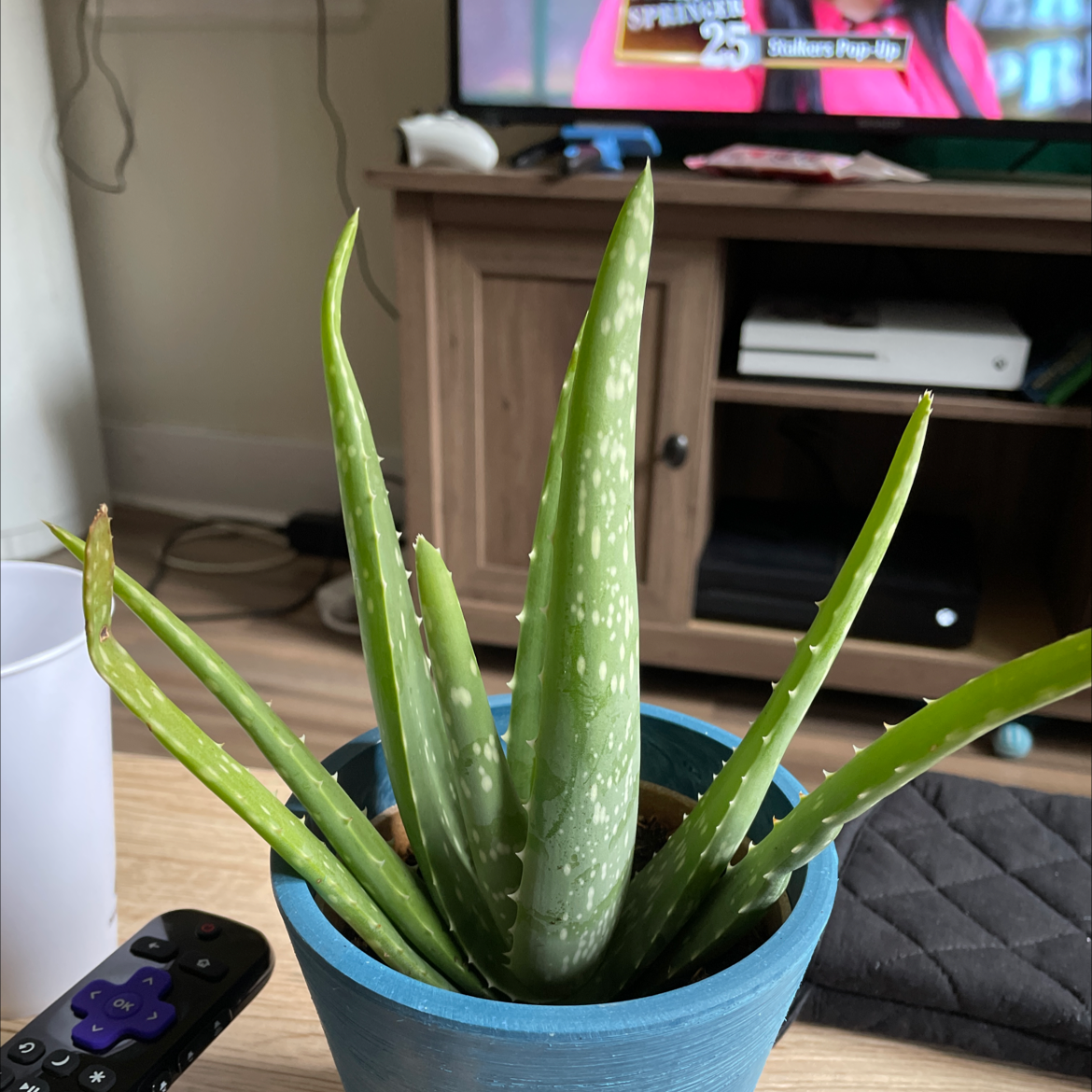 Aloe vera plant photo by @Kyah.m02 named Forrest on Greg, the plant care app.