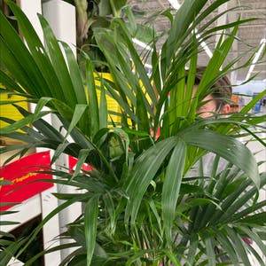 Areca Palm plant photo by @Kyah.m02 named Orwell on Greg, the plant care app.