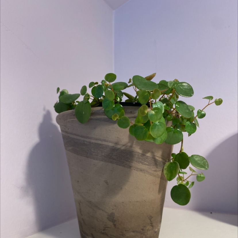 Potted Maidenhair Vine with small, round green leaves, healthy appearance.