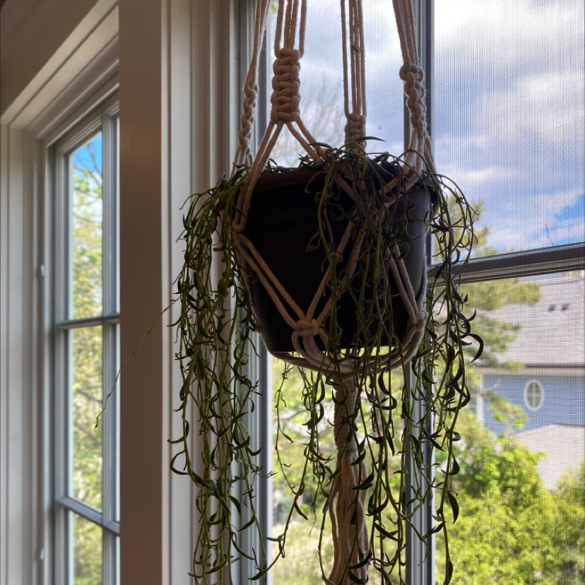 How Can You Tell If A Corkscrew Willow Is Dying?