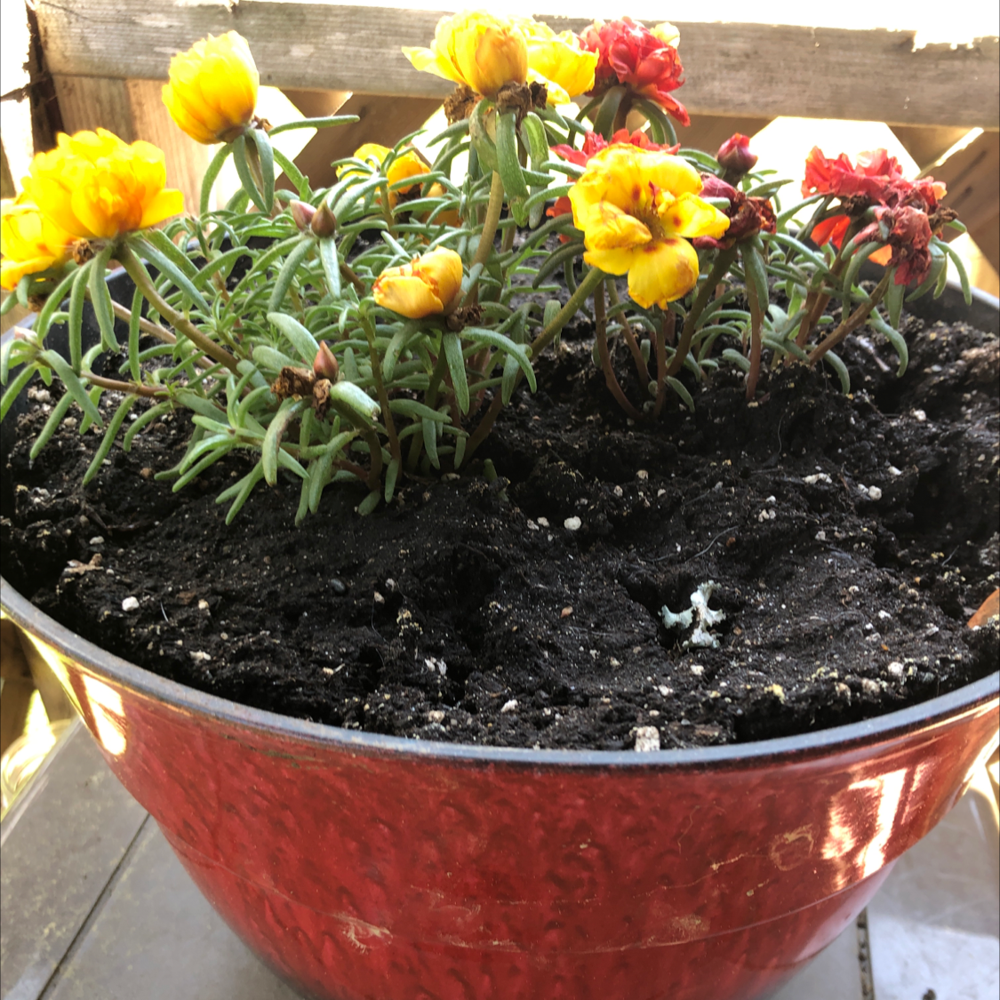 Healthy blooming yellow and orange Moss Rose Purslane succulent plant in a red ceramic pot with visible dark potting soil.