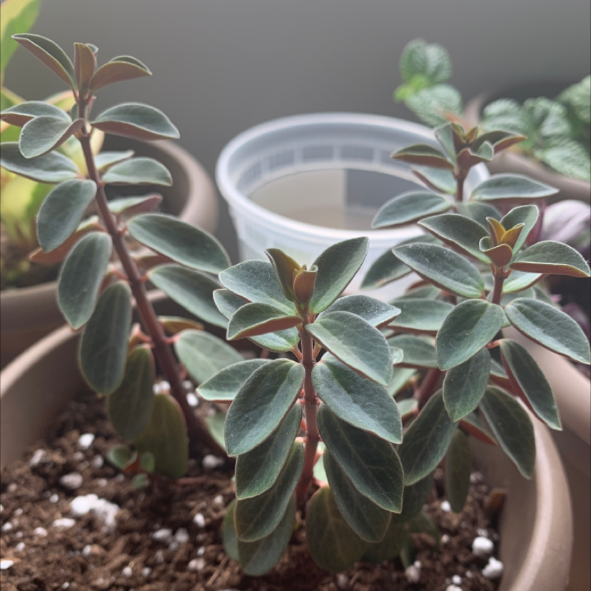 Peperomia Red Log plant with healthy green leaves and red stems in a pot.