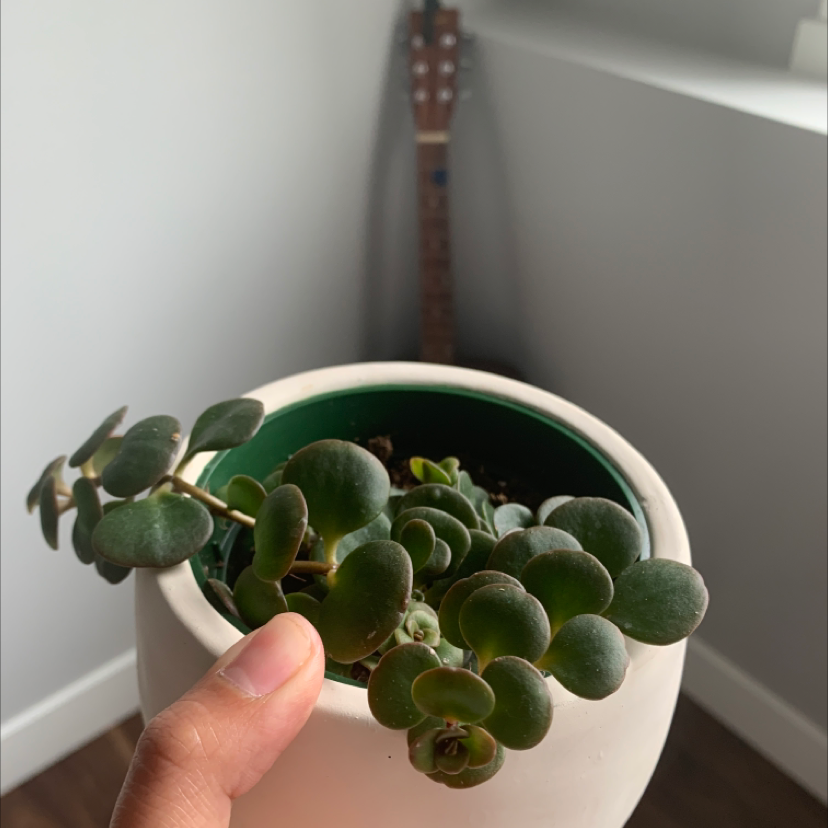 Why Are There Black Spots on My Chinese Sedum Leaves?