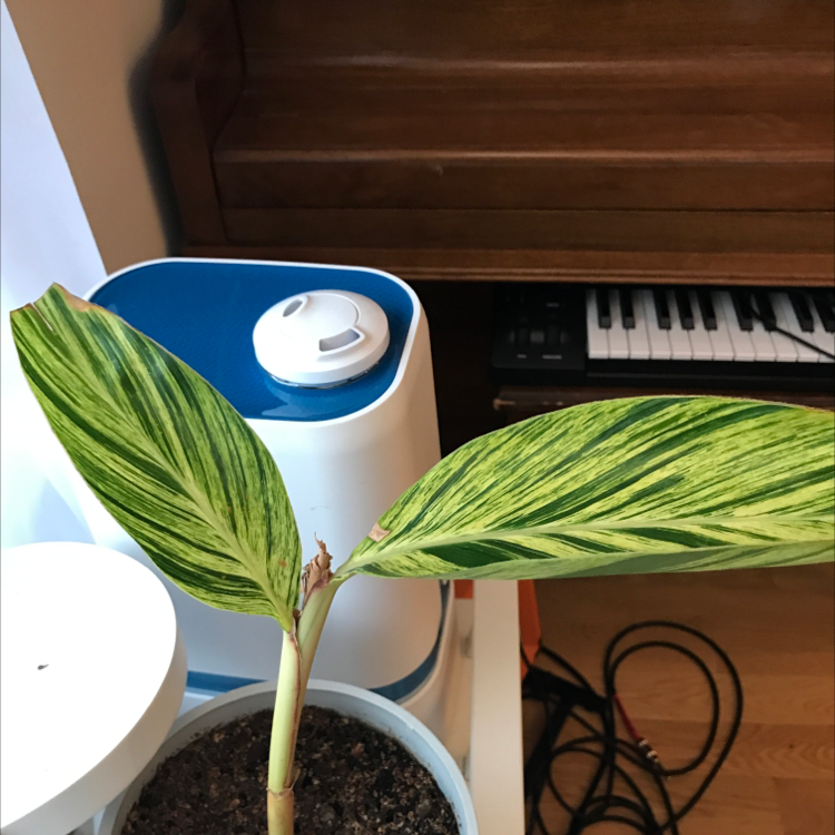 Variegated Shell Ginger plant with two variegated leaves in a pot with visible soil.