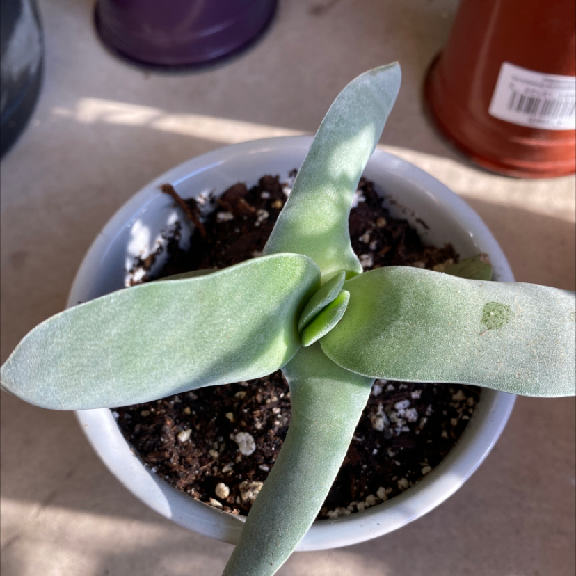 A succulent plant in a small pot with visible soil and healthy green leaves.