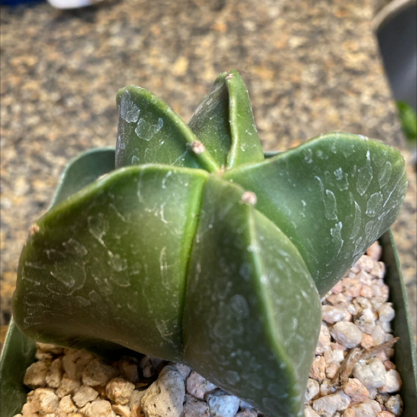 Photo of the plant species Bishop's Cap Cactus by Silvia named Bishops cap cactus on Greg, the plant care app