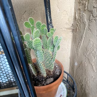 Bunny Ears Cactus plant in Albuquerque, New Mexico