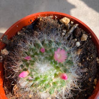 Silver Cluster Cactus plant in Albuquerque, New Mexico