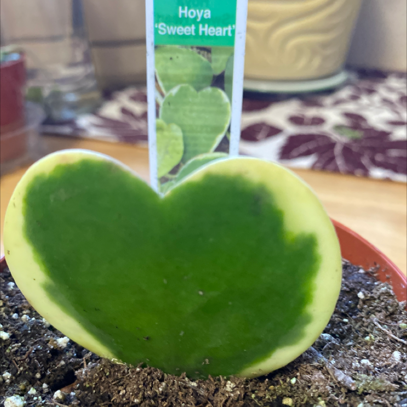 Sweetheart Hoya plant photo by Silvia named Sweetheart hoya on Greg, the plant care app.