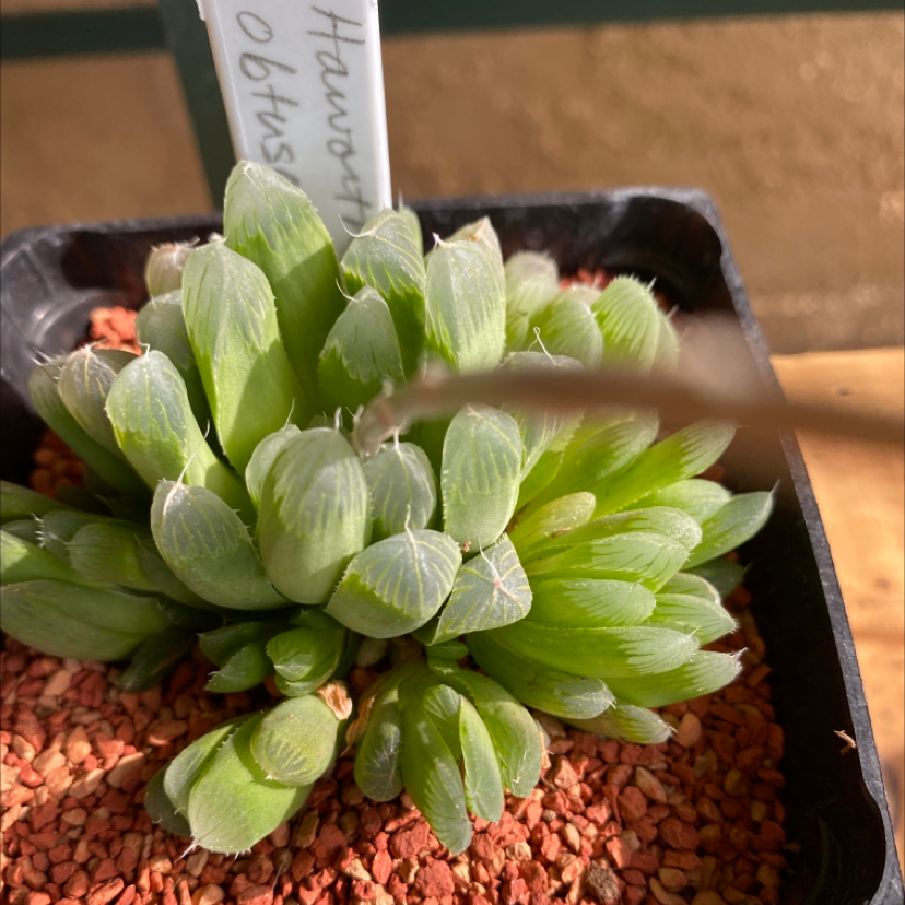 Star Cactus plant photo by Silvia named Hawotgoria obtusa pulifera on Greg, the plant care app.