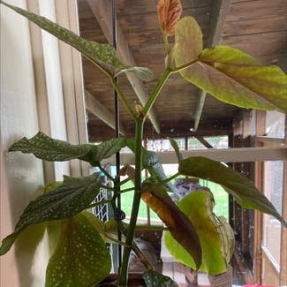 Polka Dot Begonia plant in Albuquerque, New Mexico