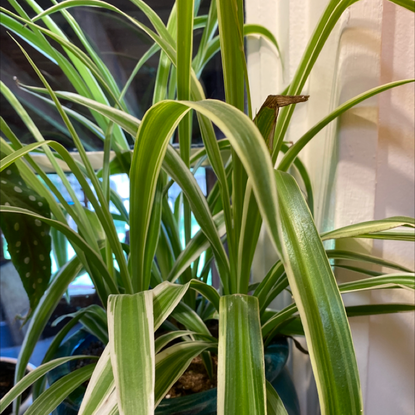 Spider Plant plant photo by Silvia named Spider plant on Greg, the plant care app.