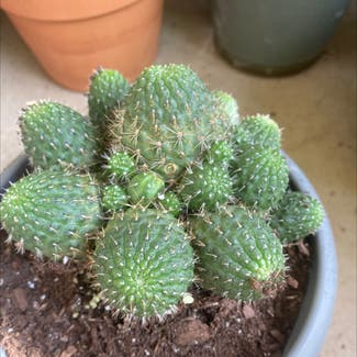 Bunny Ears Cactus plant in Albuquerque, New Mexico