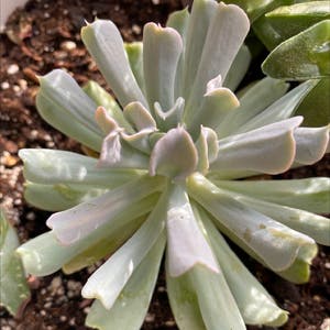 Echeveria Runyonii plant photo by Silvia named Lola on Greg, the plant care app.