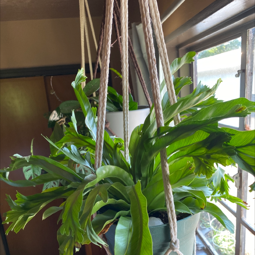 Elkhorn Fern plant photo by Silvia named Elk horn fern on Greg, the plant care app.
