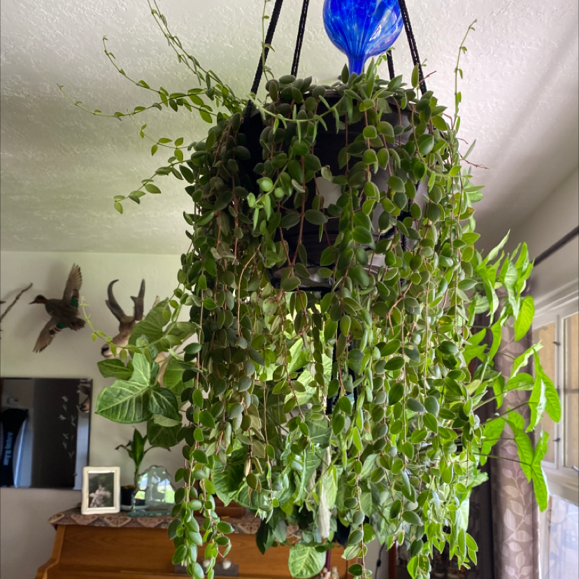 Lipstick Vine plant photo by Silvia named Lipstick on Greg, the plant care app.