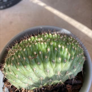 Cactus plant in Albuquerque, New Mexico