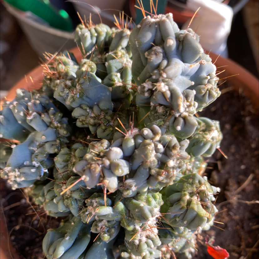Photo of the plant species Cereus forbesii f. monstrose by Silvia named Forbesii montrose on Greg, the plant care app