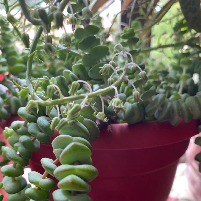 Mother of Thousands plant photo by Silvia named Remington on Greg, the plant care app.