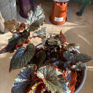 Rex Begonia plant in Albuquerque, New Mexico