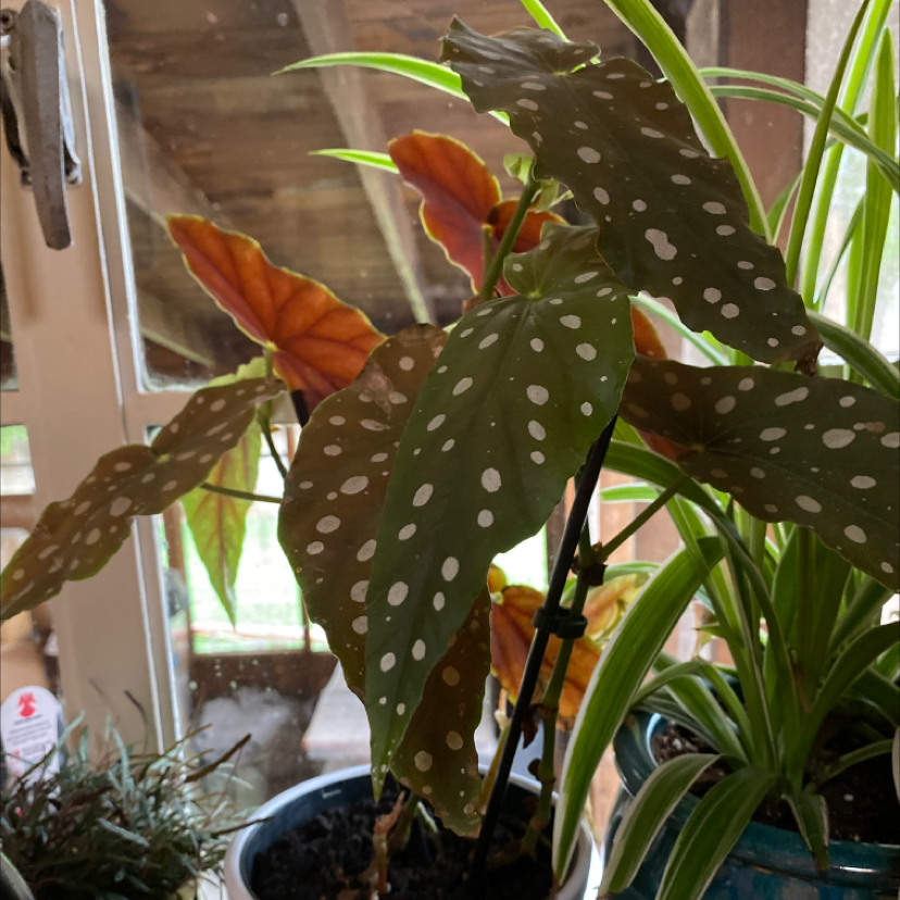 Polka Dot Begonia plant photo by Silvia named Polka dot angle wing on Greg, the plant care app.