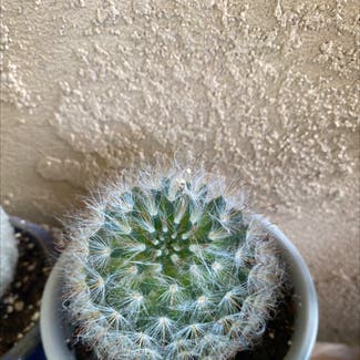 A plant in Albuquerque, New Mexico