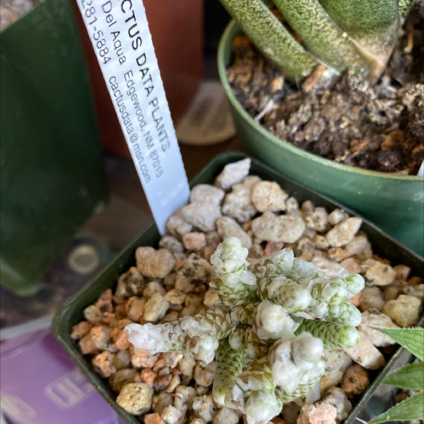 Photo of the plant species Avonia alstonii by Silvia named Avonia Papyracea on Greg, the plant care app